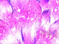 CR�퍑KIZUNA ���w