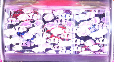 P�h�����C���� IN ����<br>���o�[�W����