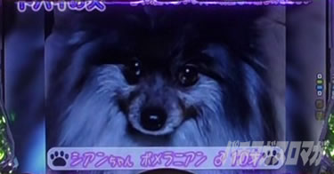 P yes! ���{�N���j�b�N�`�����`BLACK�`