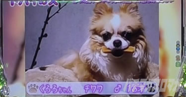 P yes! ���{�N���j�b�N�`�����`BLACK�`