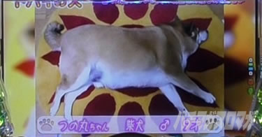 P yes! ���{�N���j�b�N�`�����`BLACK�`