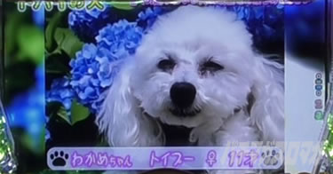 P yes! ���{�N���j�b�N�V �͂��܂��4500�@