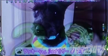 P yes! ���{�N���j�b�N�V �͂��܂��4500�@