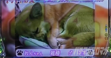 P yes! ���{�N���j�b�N�V �͂��܂��4500�@