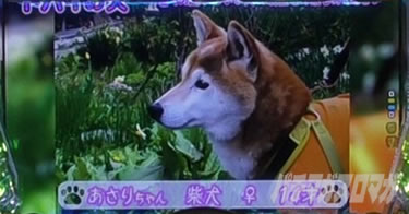 P yes! ���{�N���j�b�N�V �͂��܂��4500�@