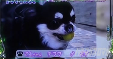 P yes! ���{�N���j�b�N�V �͂��܂��4500�@