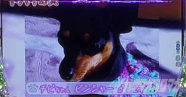 P yes! ���{�N���j�b�N�V �͂��܂��4500�@