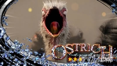 �X�}�X���o�C�I�n�U�[�h���F���f�b�^